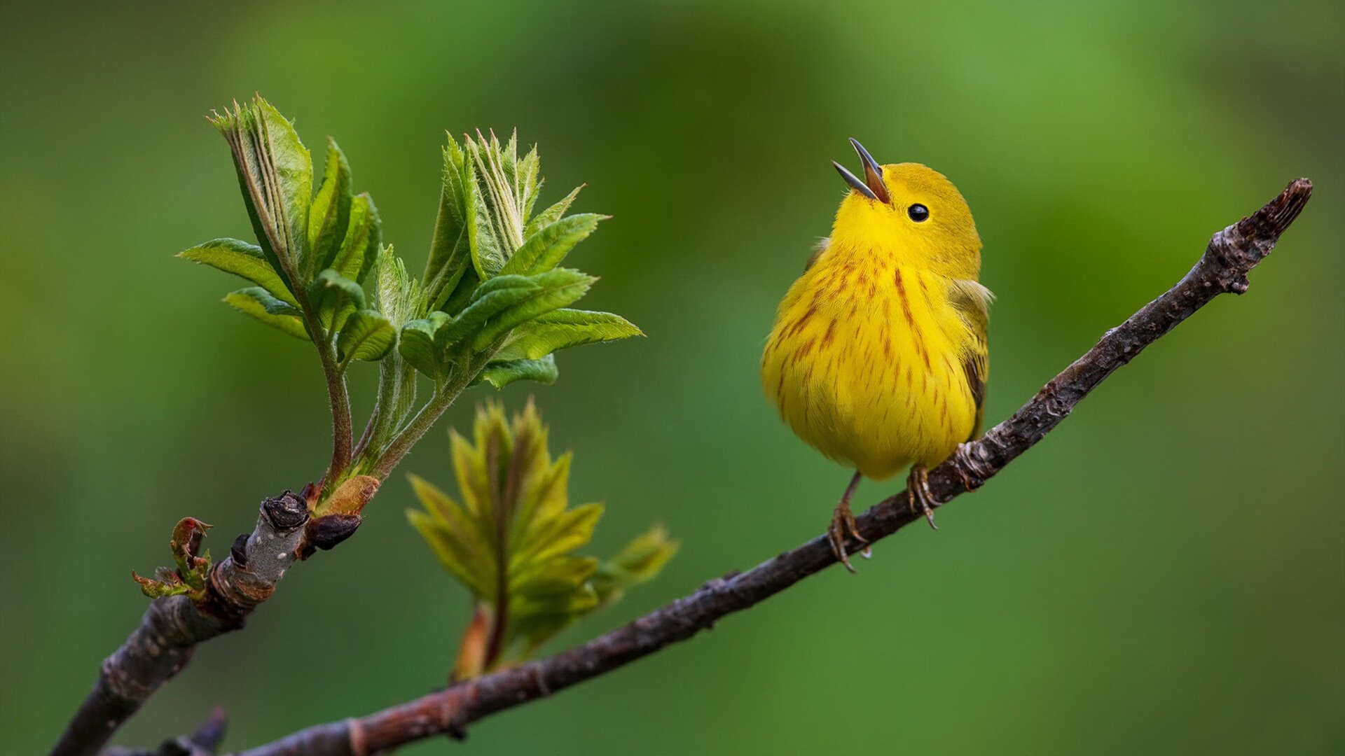 双重奏，当安赛龙的史诗照亮中国队的完胜