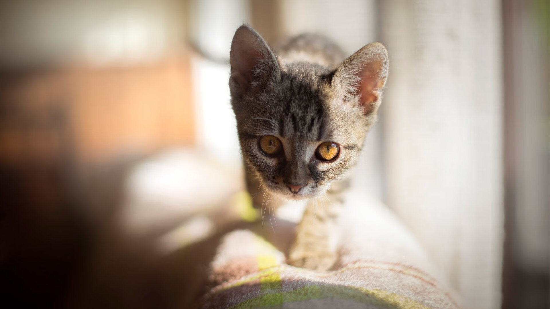 双重碾压，从法兰西绿茵到东方球台，胜利的公式只有一个