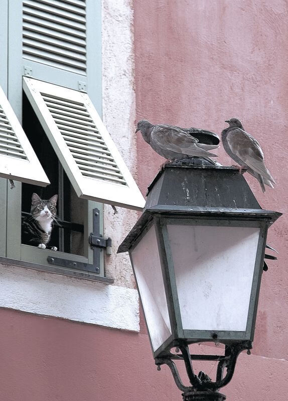 太阳神罚单，当上海滩水手闯入西部决赛生死局