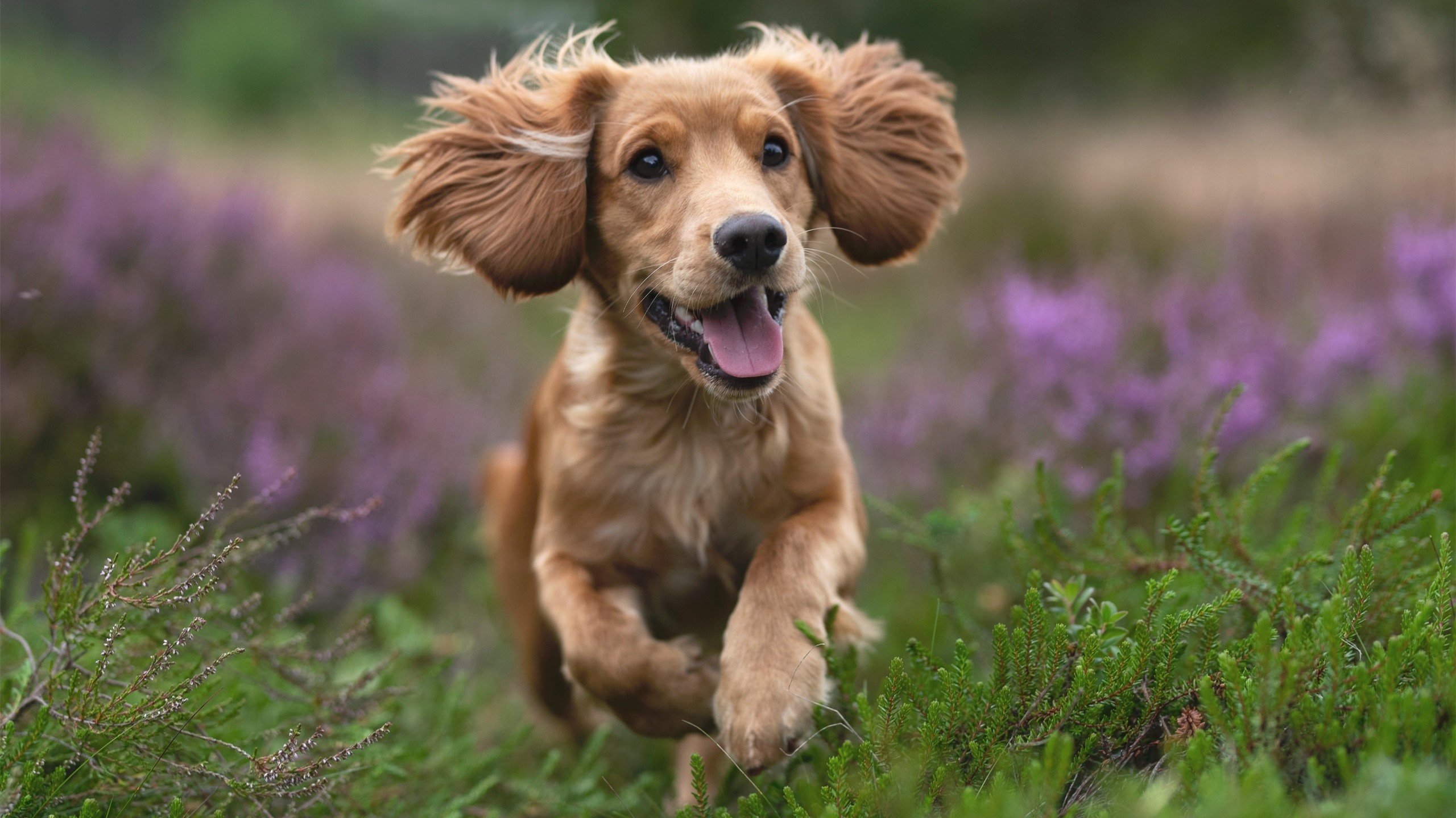 爱游戏下载-格列兹曼，一把精准的隐形枷锁，无声绞杀波兰队