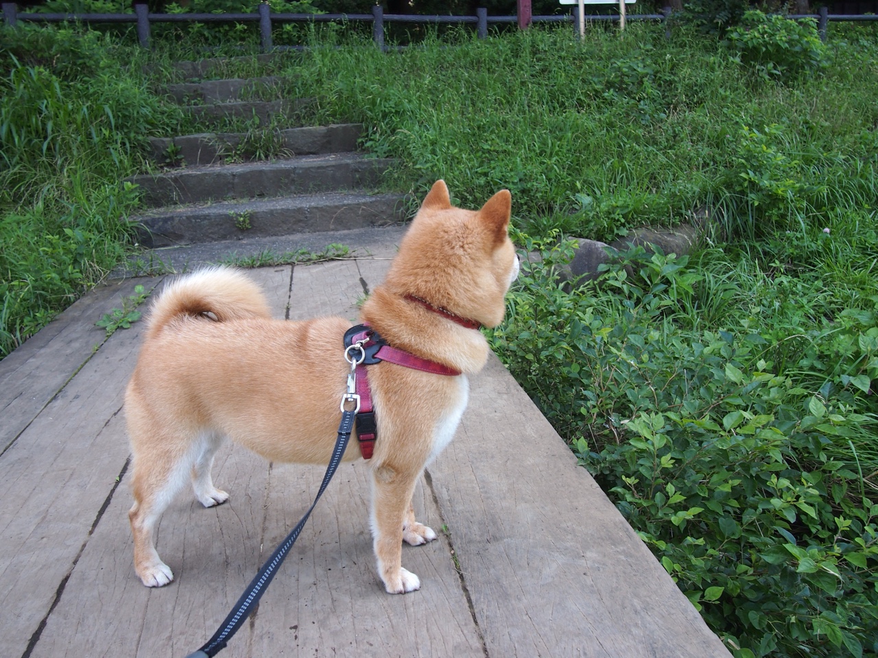 加维主导，威尔士力量终结马赛，一场个人天赋与钢铁意志的胜利