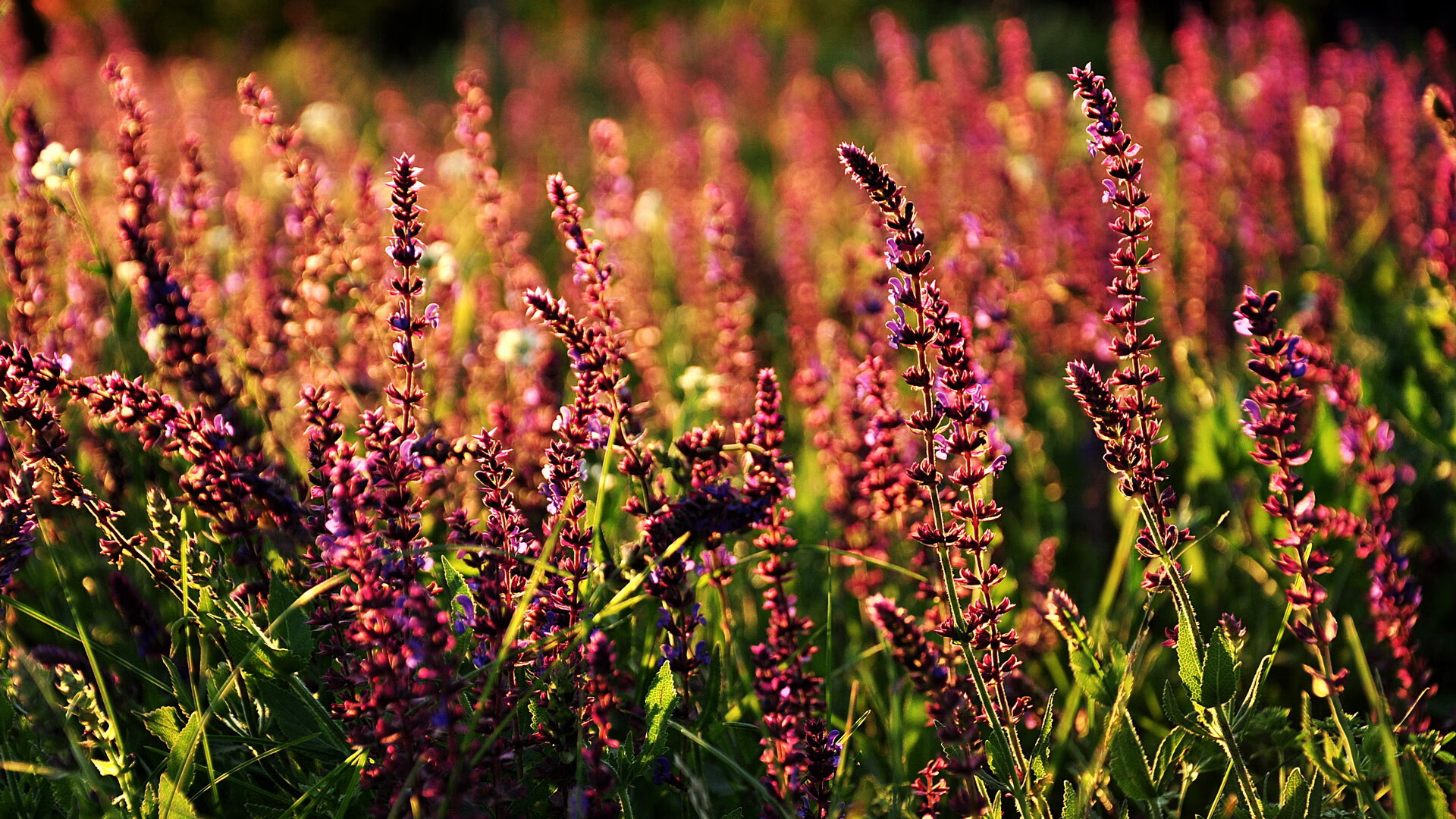 爱游戏APP-掀翻巨人，奥利维耶与比利亚雷亚尔如何用智慧与团结，在阿尔及利亚写下草根神话