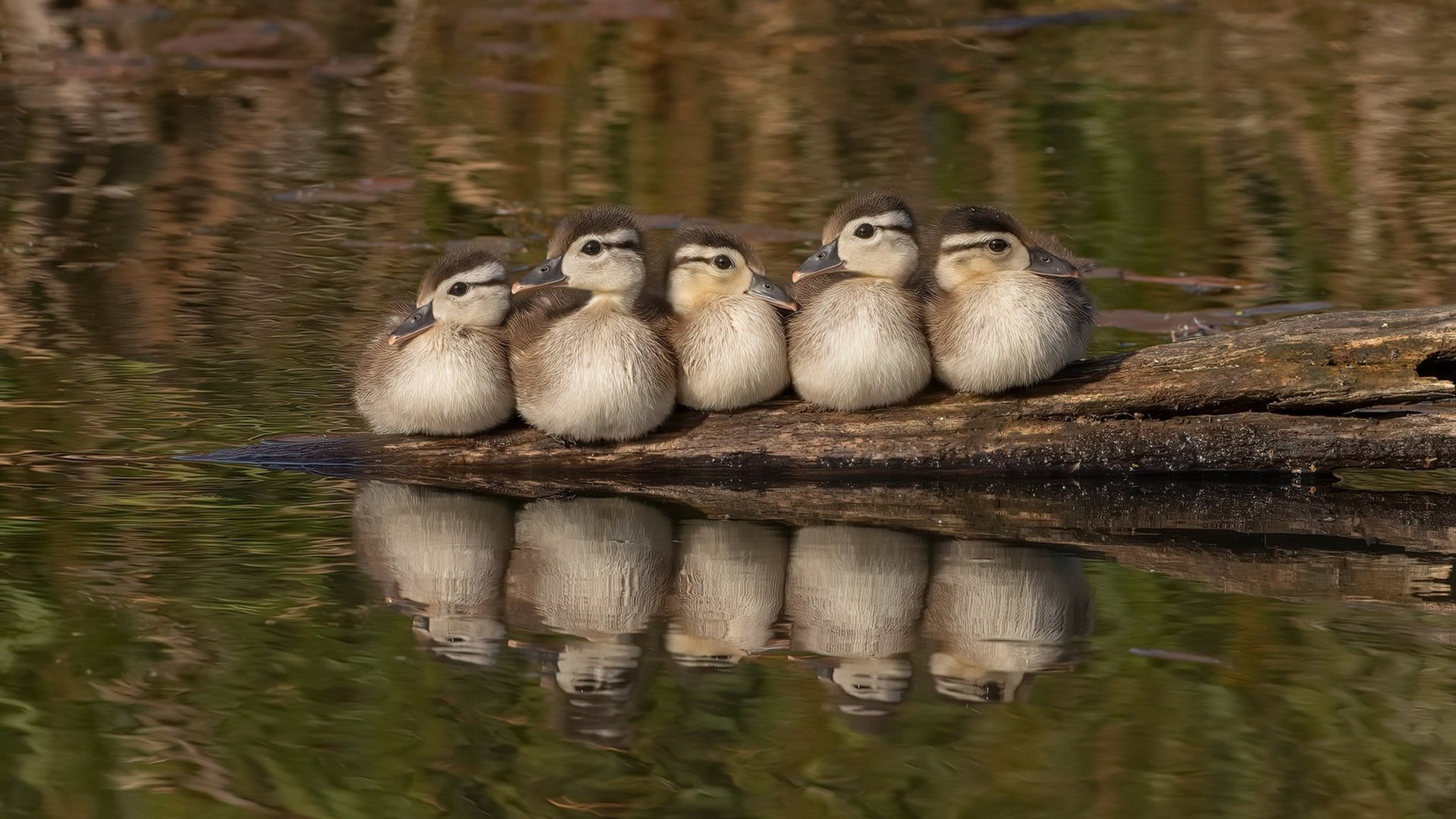 爱游戏tv-不只是数据，锡安在灰熊的硬核基因上刻下新领袖的印记