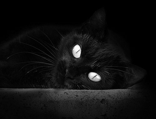 当美国篮球哲学注入欧洲心脏，独一无二的双线传奇