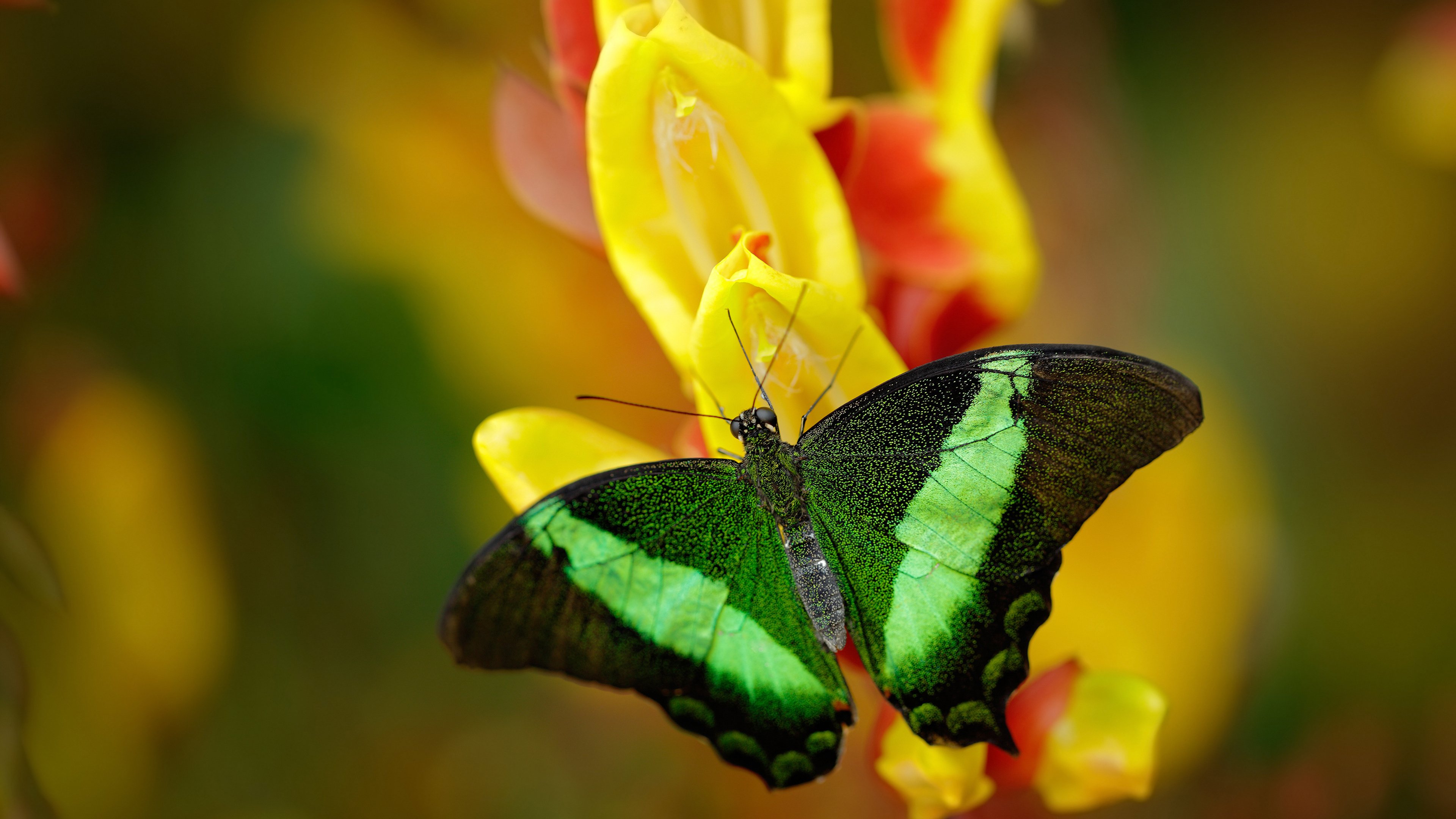 无形收割，佛罗伦萨的洪都拉斯基因与莫德里奇的棋盘智慧