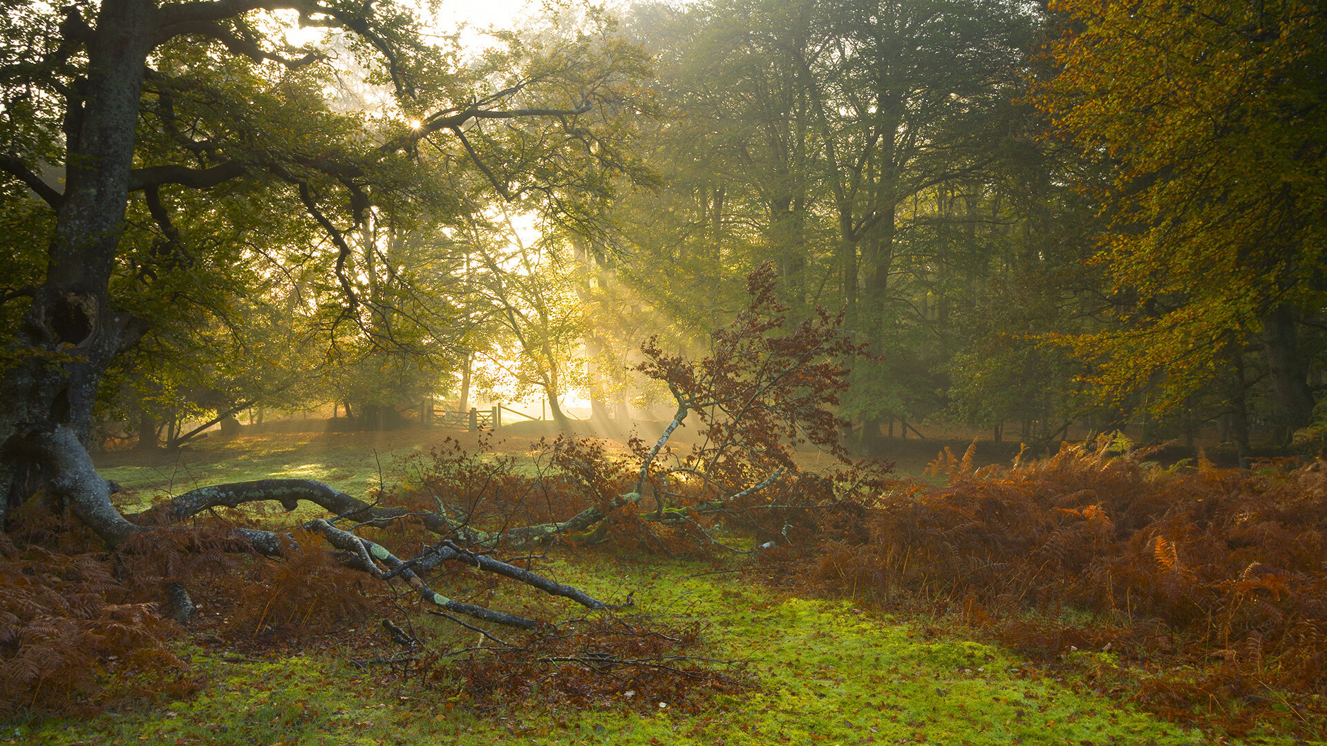 无形收割，佛罗伦萨的洪都拉斯基因与莫德里奇的棋盘智慧