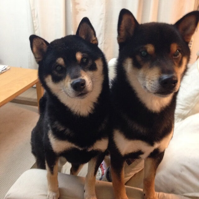 青春风暴踏平盐湖城，火箭新王牌之怒，爵士千年铁律告急