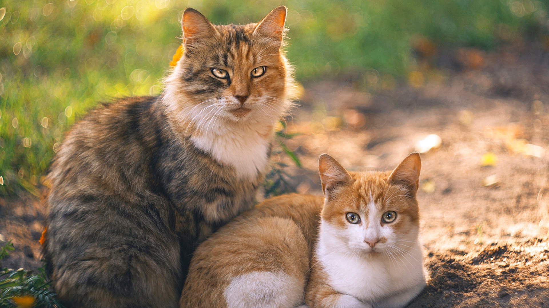 亚平宁之刃刺穿迦太基防线，基耶萨末节单骑救主，罗马捍卫荣耀