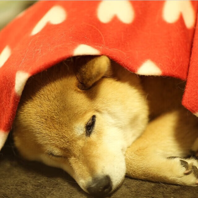 爱游戏官网-当第四节终归来临，保罗的里程碑与开拓者的时间魔法