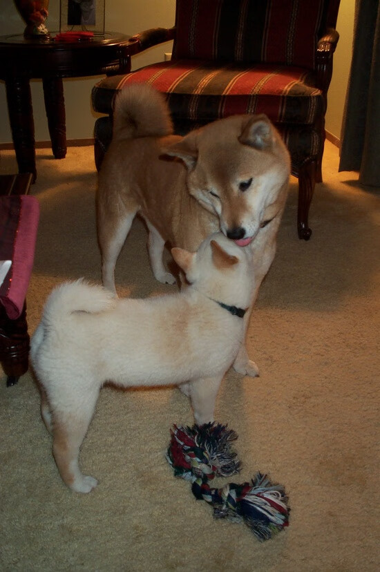 改写剧本，当福克斯与步行者在关键节点扼住强敌咽喉