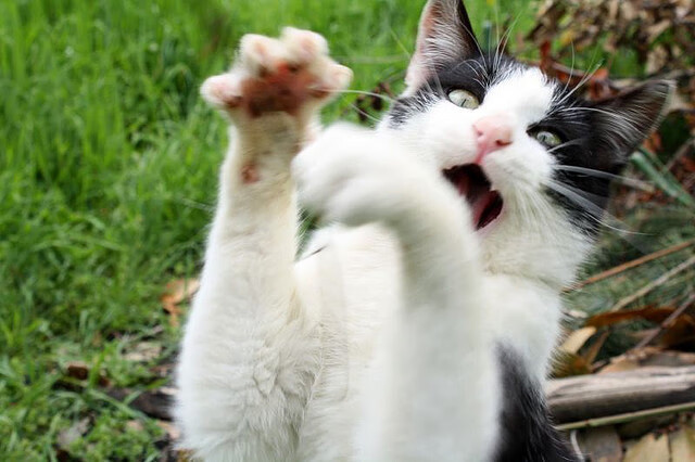 绿茵与赛道交织的惊魂一日,切尔西残阵险胜巴西帮,罗德里式掌控重现F1争冠战