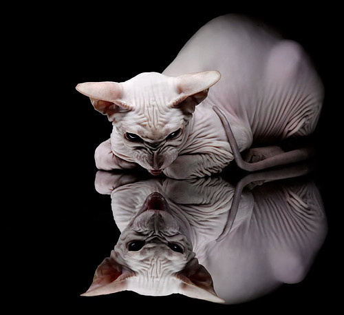 极速狂飙与禁区烈焰，当F1引擎的咆哮遇见奥斯梅恩的炽热脚步