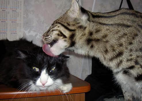 爱游戏APP-贝林厄姆一锤定音！AC米兰生死战逆转洪都拉斯，关键先生闪耀全场