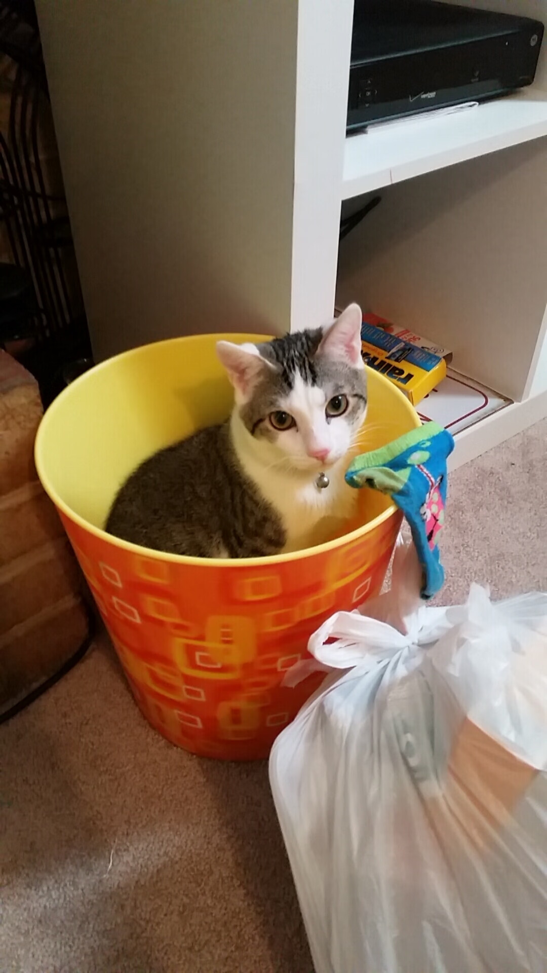 爱游戏大厅-跨界竞技风暴，德甲争冠焦点战点燃足球激情，猛龙横扫上海队彰显篮球统治力