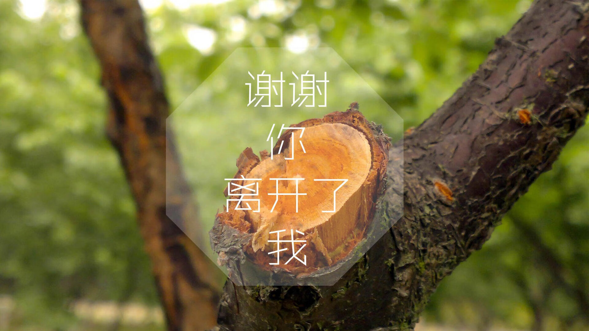 绿茵上的命运独白,2026世界杯H组,巴西力克伊朗,迪亚斯一剑封喉